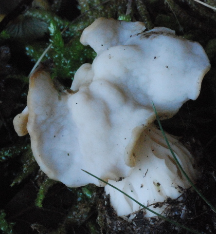 Helvella crispa