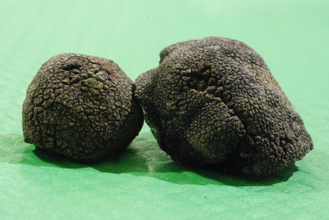 Tuber macrosporum