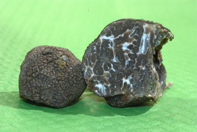 Tuber macrosporum