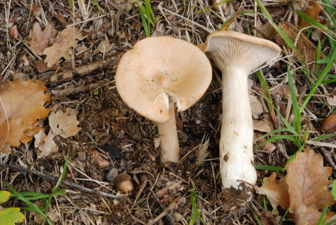 ..Clytocibe costata ?