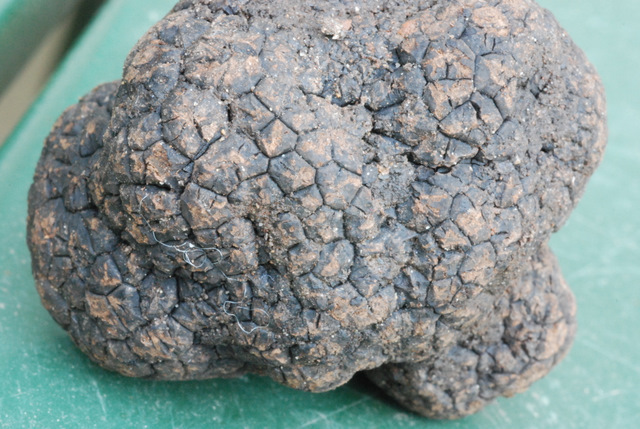 Tuber indicum