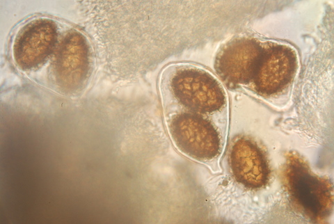 Prove  di microscopia