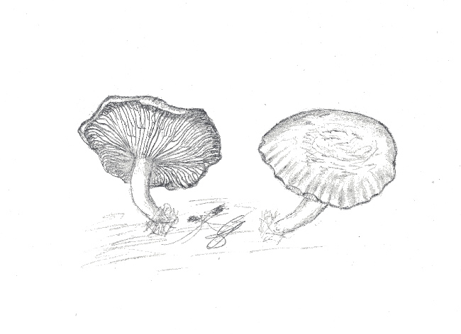 Clitocybe inornata