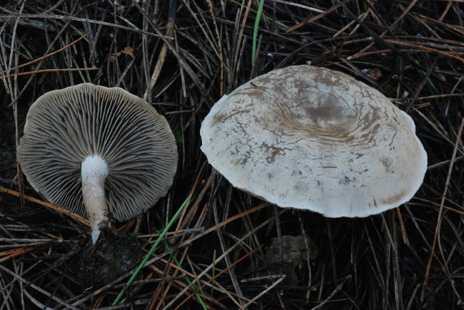 Clitocybe inornata