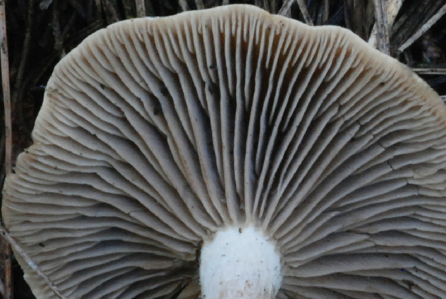 Clitocybe inornata