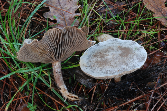 Clitocybe inornata