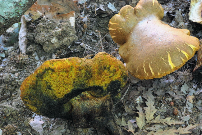 Xerocomus ichnusanus