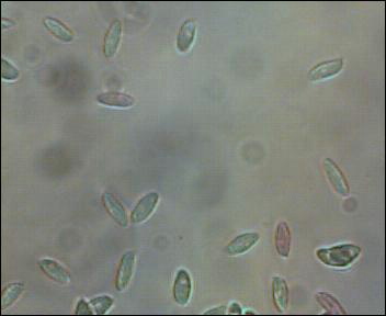 Clitocybe inornata