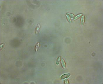 Clitocybe inornata
