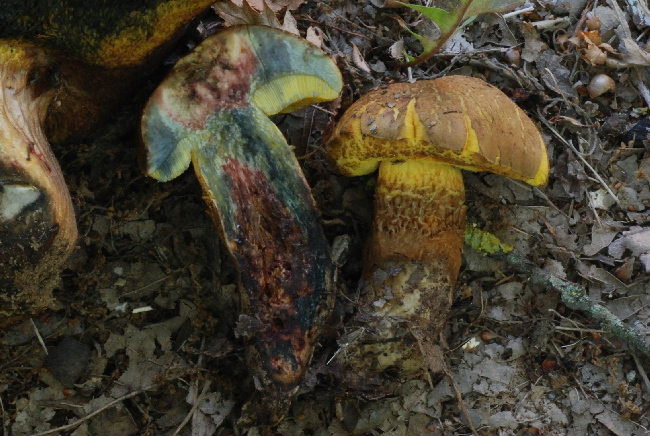 Xerocomus ichnusanus