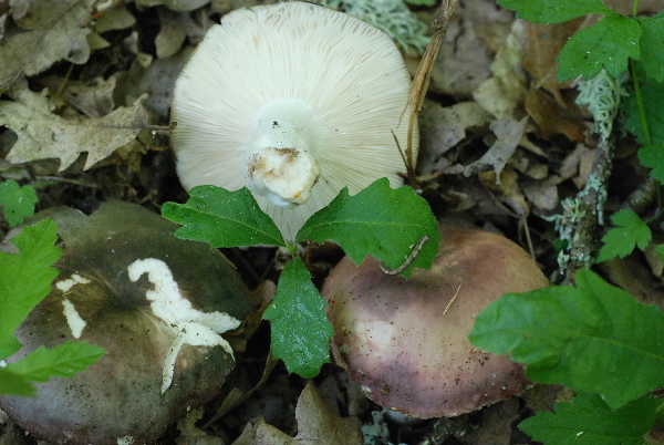 uscita 26 maggio 2009 in cerrina