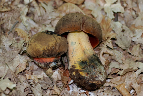 uscita 26 maggio 2009 in cerrina