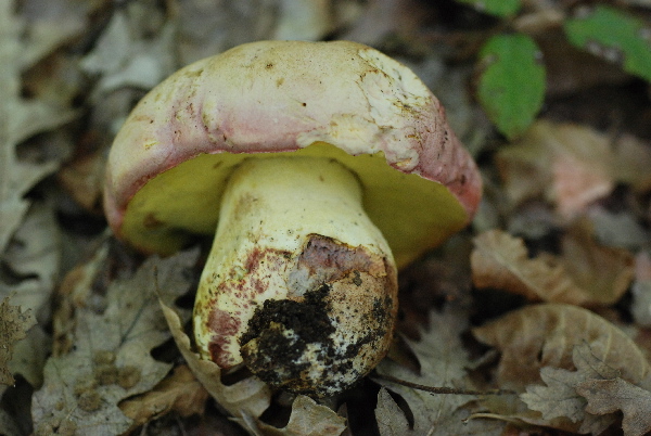 uscita 26 maggio 2009 in cerrina