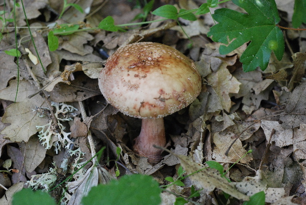 uscita 26 maggio 2009 in cerrina