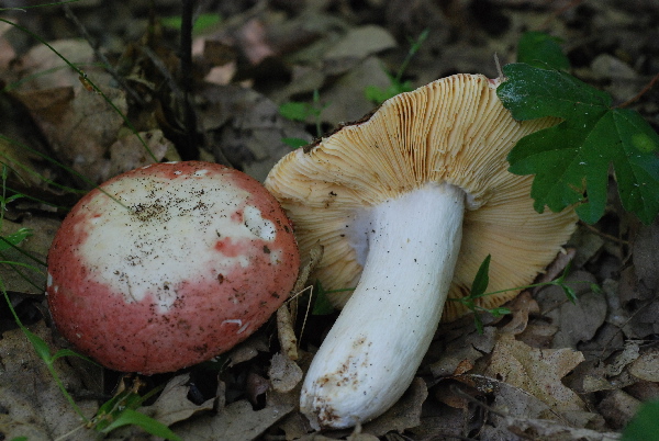 uscita 26 maggio 2009 in cerrina