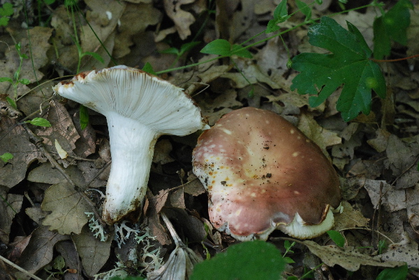 uscita 26 maggio 2009 in cerrina