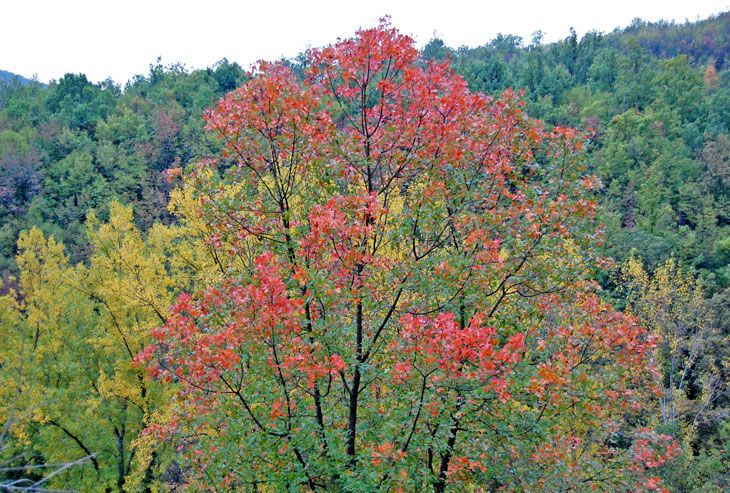I colori dell''autunno...