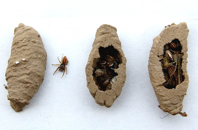 Sphecidae: nidi di Sceliphron cf. curvatum.