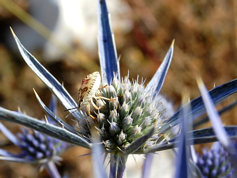 E'' un cardo ? Eryngium amethystinum