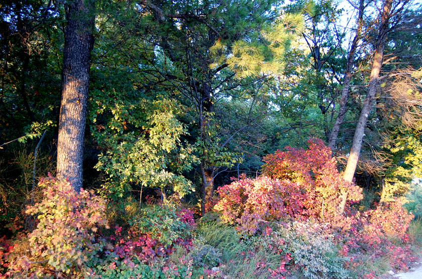 I colori dell''autunno...