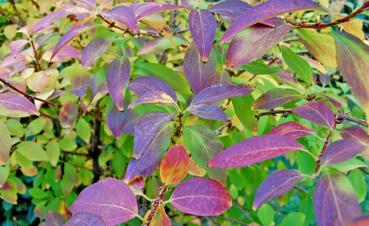 I colori dell''autunno...