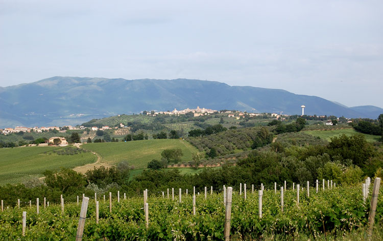 Rose e vigneti