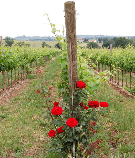Rose e vigneti