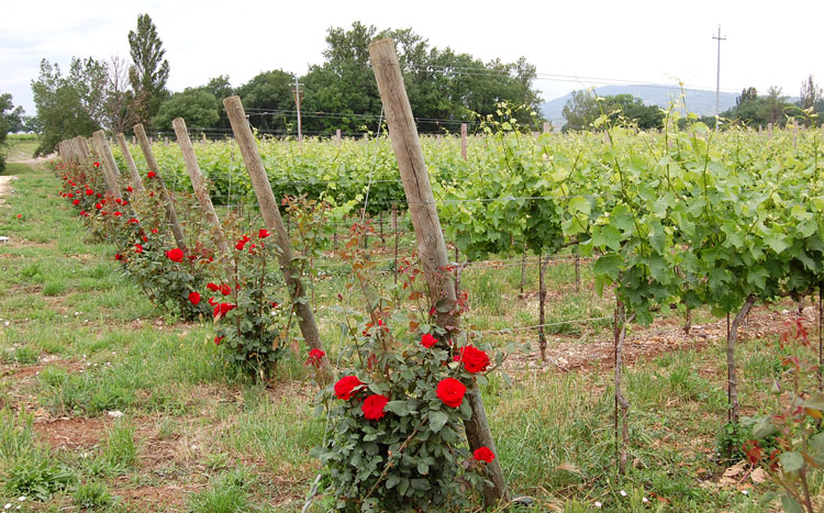 Rose e vigneti