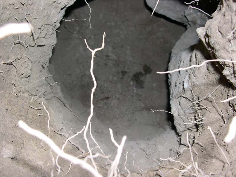 Di chi � questa tana?