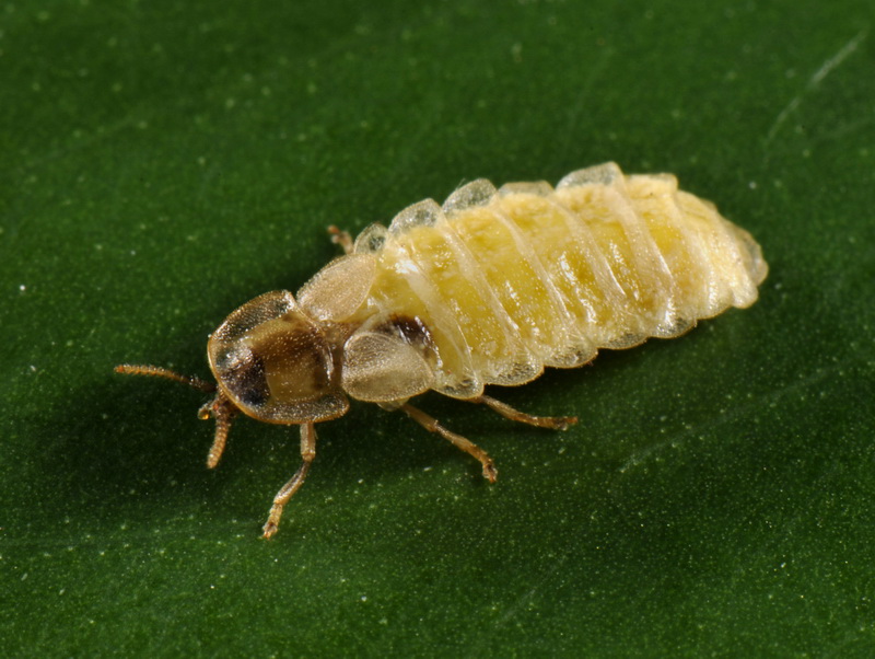 Possibile larva o femmina di Luciola sp. ?