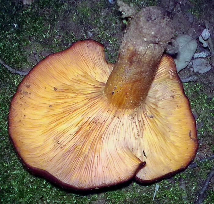 Funghi siculi sconosciuti