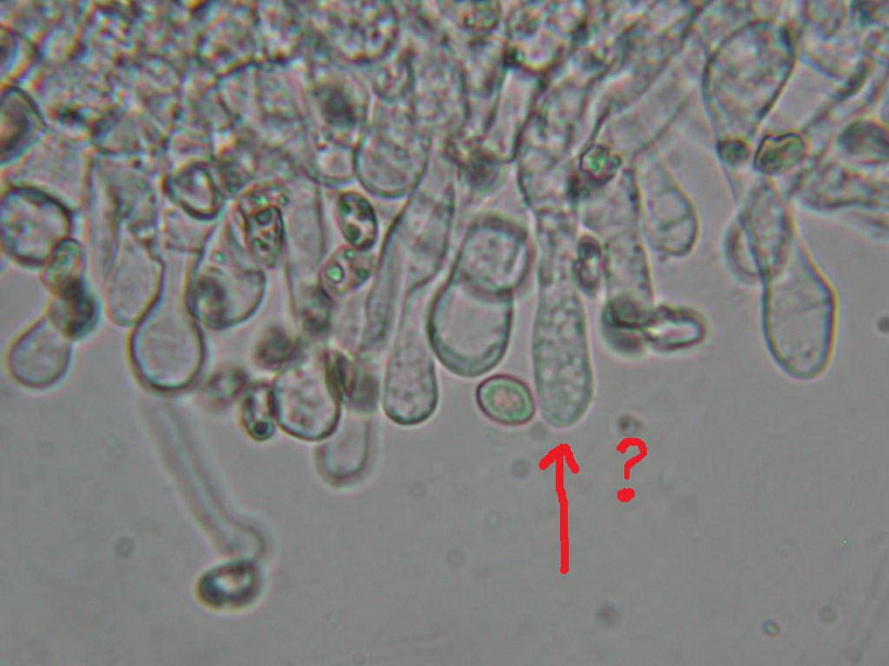 O l''uno... o l''atro???