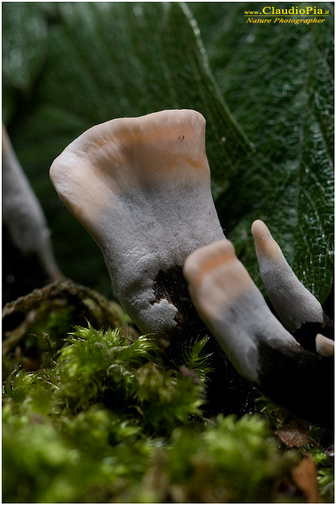 Ritrovamenti del 04.05.2010.