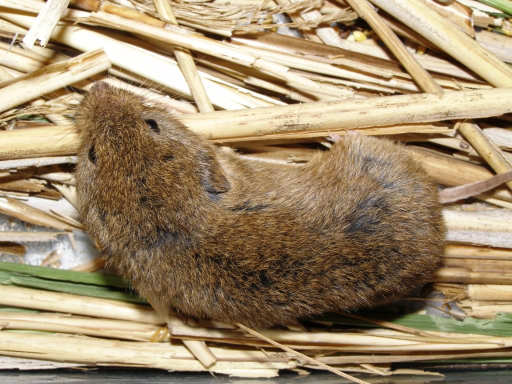 Di che arvicola si tratta? Microtus gr. savii