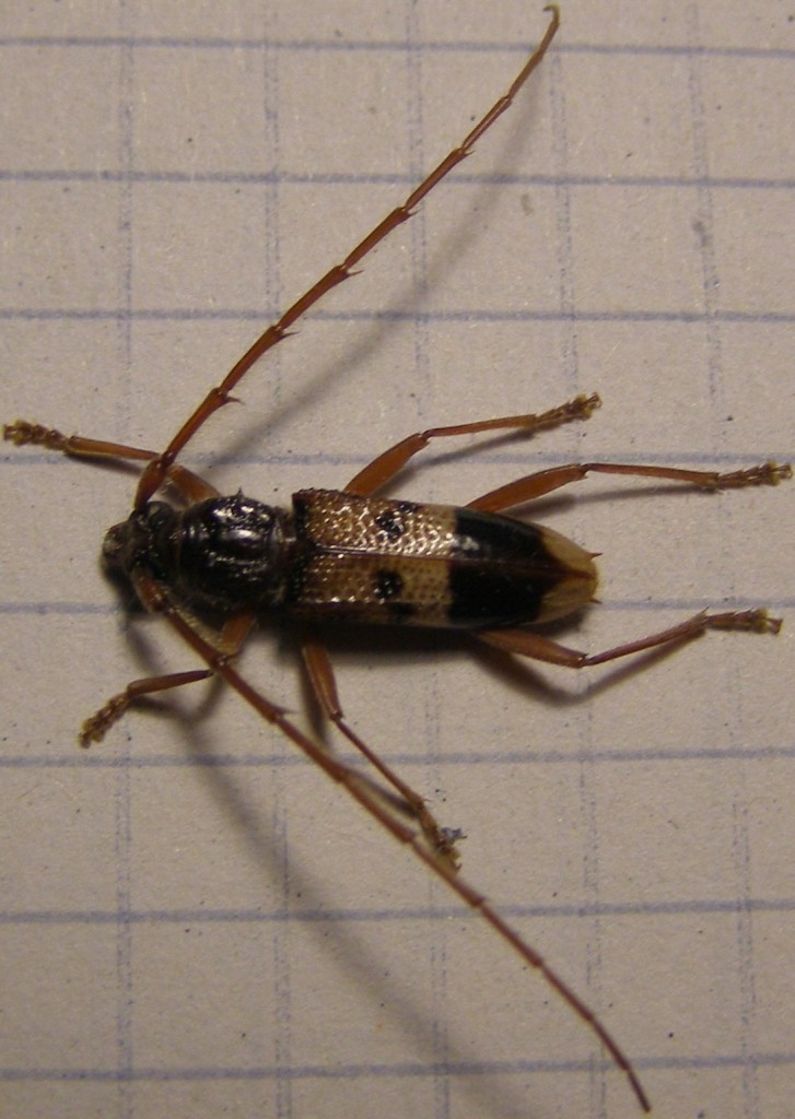 Phoracantha recurva (Cerambycidae) dalla Puglia