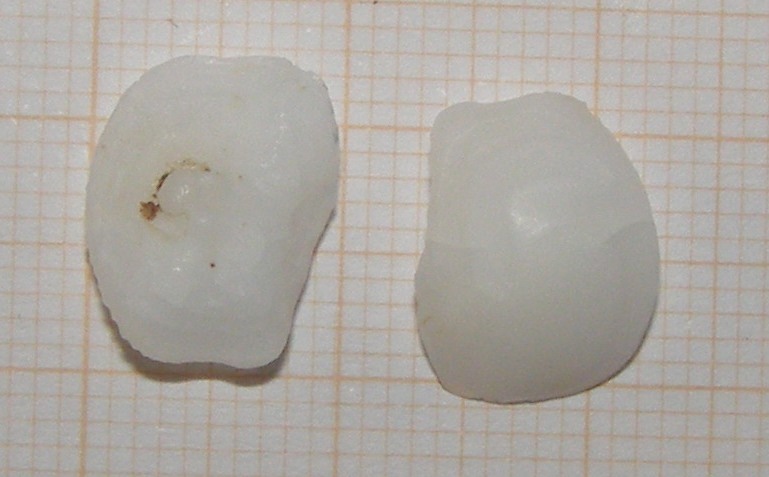 Otoliti di Corvina?