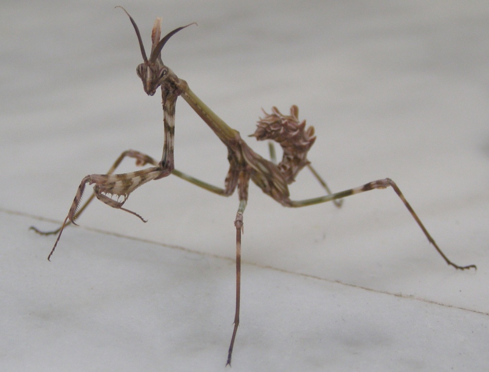 Empusa pennata:  neanide