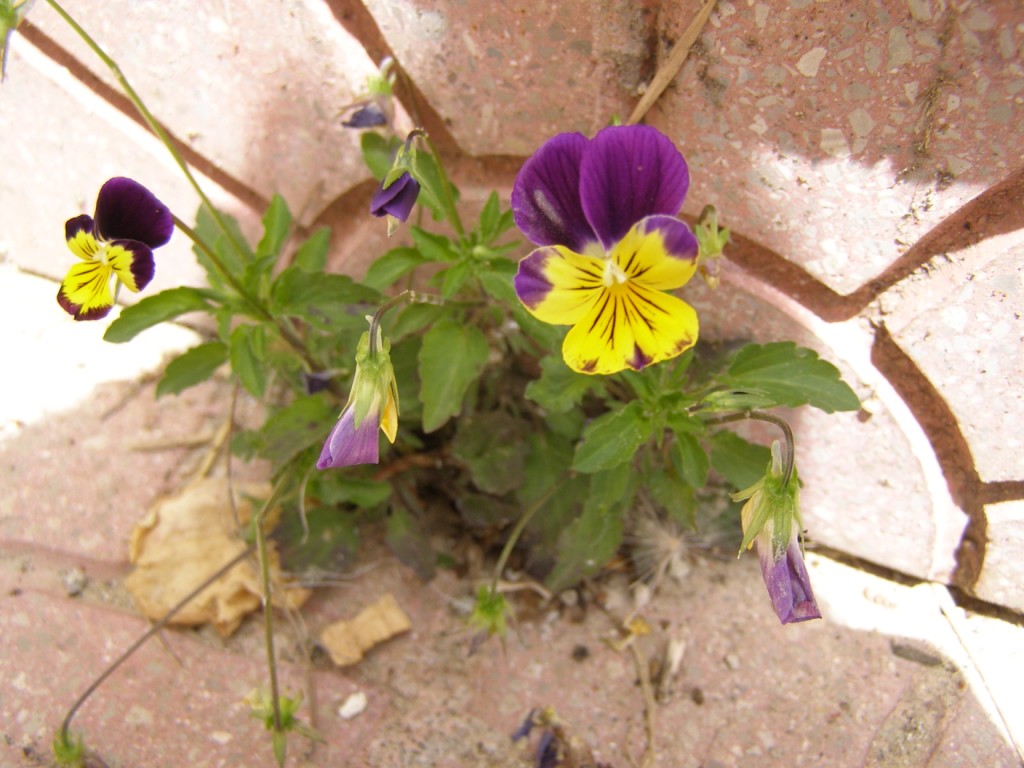 Foto di piante non classificate, qualcuno mi pu aiutare?