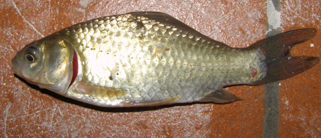 Carpa o carassio?