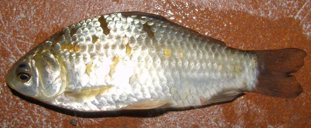 Carpa o carassio?