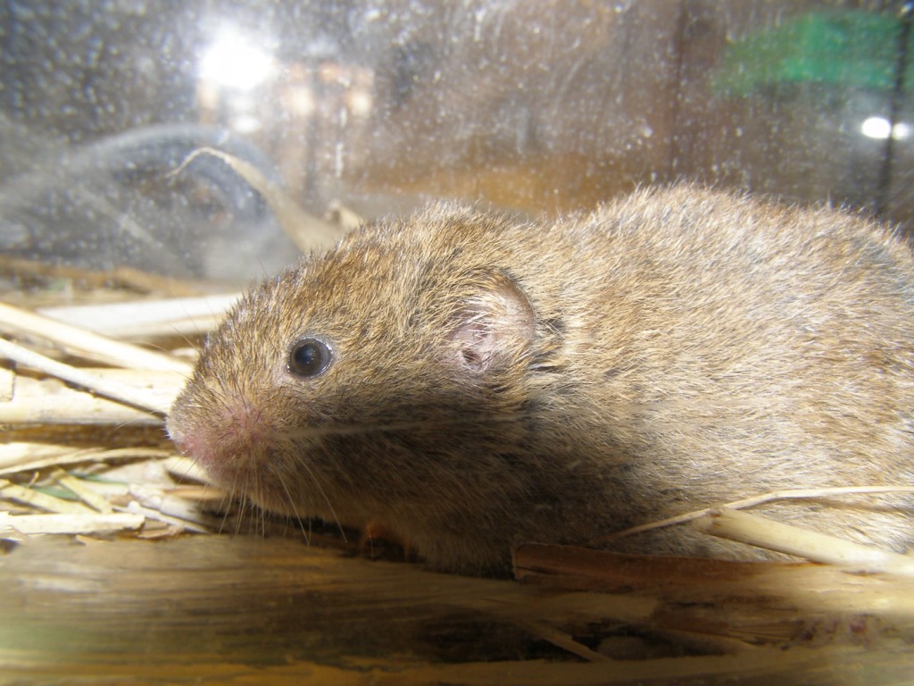 Di che arvicola si tratta? Microtus gr. savii