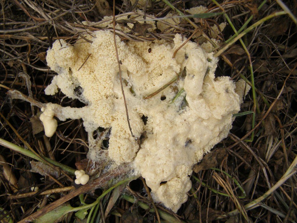 Funghi mucillaginosi?