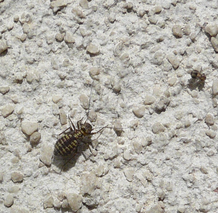 invasione di psocotteri sui muri di casa