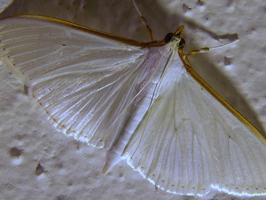 Palpita vitrealis