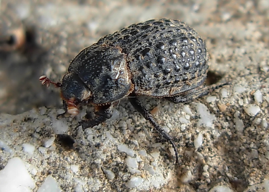 Coleottero metallaro: Trox fabricii (Trogidae)