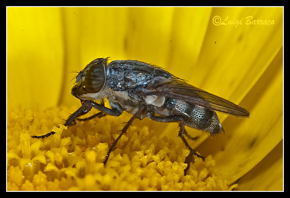 Stomorhina lunata  F (Calliphoridae)