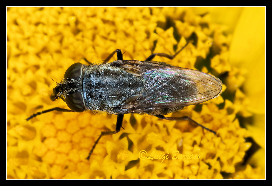 Stomorhina lunata  F (Calliphoridae)