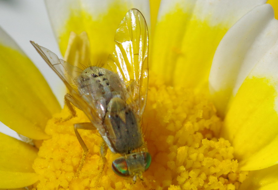 che occhi...[:=0] Tephritidae (Terellia fuscicornis)