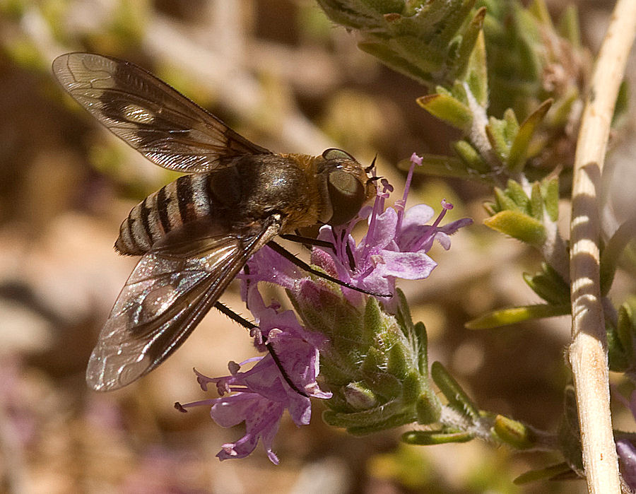 Thyridanthrax sp. (Bombyliidae)