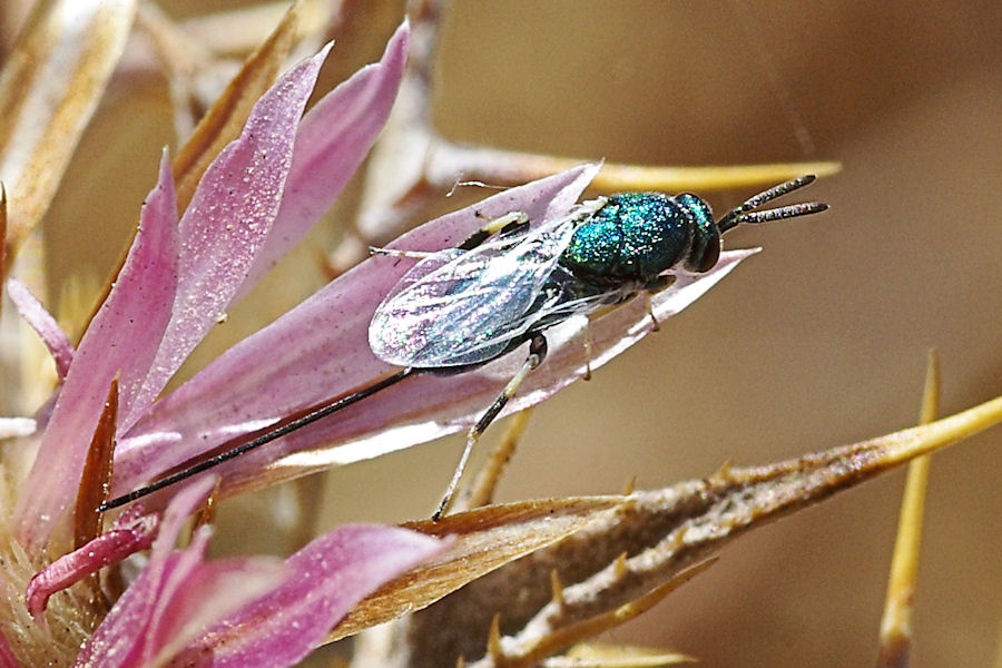 Piccolo imenottero femmina: Thorimidae